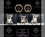 Small Photo #99 French Bulldog Puppy For Sale in WARSAW, IN, USA