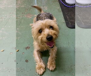 Mutt Dogs for adoption in GILBERTS, IL, USA