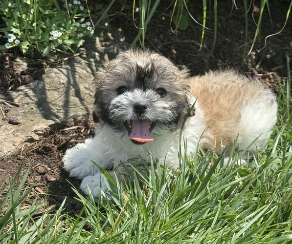Medium Photo #1 Zuchon Puppy For Sale in CANOGA, NY, USA