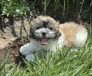 Zuchon Puppy for sale in CANOGA, NY, USA