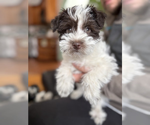 Schnauzer (Miniature) Puppy for sale in WATERFORD, MI, USA