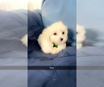 Small Photo #29 Maltipoo (Miniature) Puppy For Sale in HIGH POINT, NC, USA