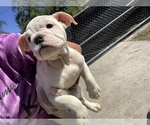Small Photo #4 English Bulldog Puppy For Sale in OCOEE, FL, USA