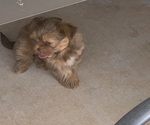 Small Photo #20 Shorkie Tzu Puppy For Sale in EDMOND, OK, USA