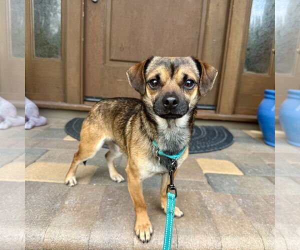 Medium Photo #3 Chihuahua-Unknown Mix Puppy For Sale in Santa Clara, CA, USA