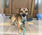 Small #2 Chihuahua Mix