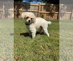 Small Photo #2 Poodle (Toy)-Unknown Mix Puppy For Sale in Greenville, SC, USA