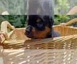 Small #1 Rottweiler