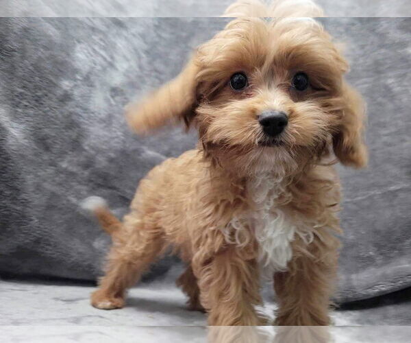 Medium Photo #2 Cavalier King Charles Spaniel Puppy For Sale in Lincolnwood, IL, USA