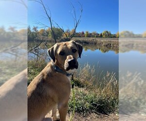 Labrador Retriever-Unknown Mix Dogs for adoption in Tabernash, CO, USA