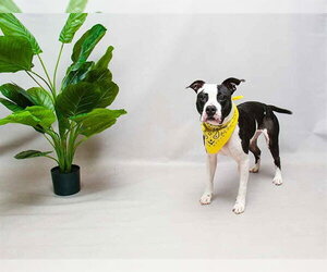 Mutt Dogs for adoption in Sanford, FL, USA