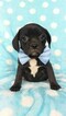 Small Photo #1 Puggle Puppy For Sale in LANCASTER, PA, USA