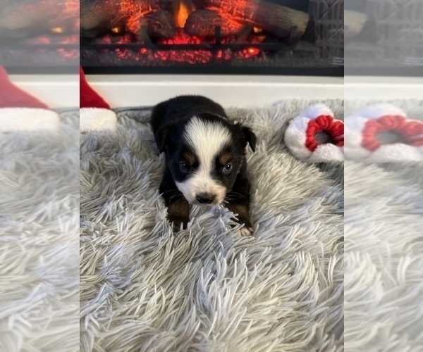 Medium Photo #8 Miniature Australian Shepherd Puppy For Sale in QUINCY, CA, USA