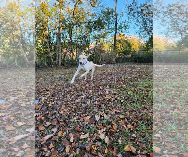 Medium Photo #13 Labrador Retriever-Unknown Mix Puppy For Sale in Mount Pleasant, SC, USA