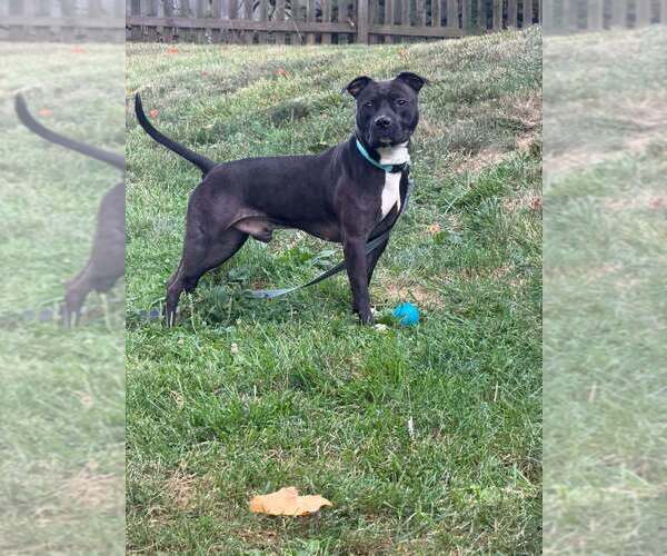 Medium Photo #11 Staffordshire Bull Terrier-Unknown Mix Puppy For Sale in Springdale, PA, USA