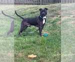Small Photo #11 Staffordshire Bull Terrier-Unknown Mix Puppy For Sale in Springdale, PA, USA