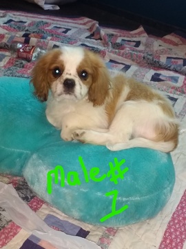 Medium Photo #1 Cavalier King Charles Spaniel Puppy For Sale in NACOGDOCHES, TX, USA