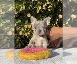 Puppy 4 French Bulldog