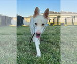 Small #2 German Shepherd Dog