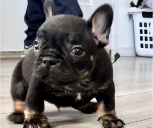 French Bulldog Puppy for sale in OXNARD, CA, USA