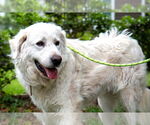Small #7 Great Pyrenees