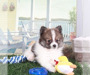 Pomeranian Puppy for sale in MOUNT VERNON, OH, USA
