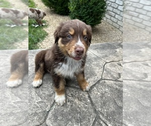 Australian Shepherd Puppy for sale in VERSAILLES, IN, USA