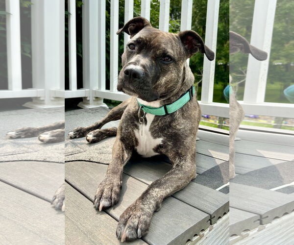 Medium Photo #1 American Pit Bull Terrier Puppy For Sale in Rockville, MD, USA