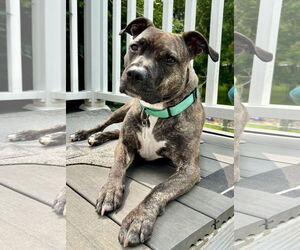 American Pit Bull Terrier Dogs for adoption in Rockville, MD, USA