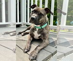 Small American Pit Bull Terrier