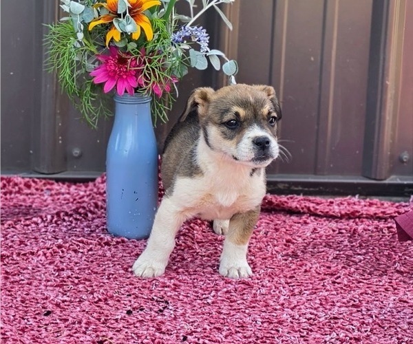 Medium Photo #17 Augi Puppy For Sale in MEADOWS OF DAN, VA, USA