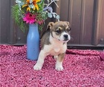 Small Photo #17 Augi Puppy For Sale in MEADOWS OF DAN, VA, USA