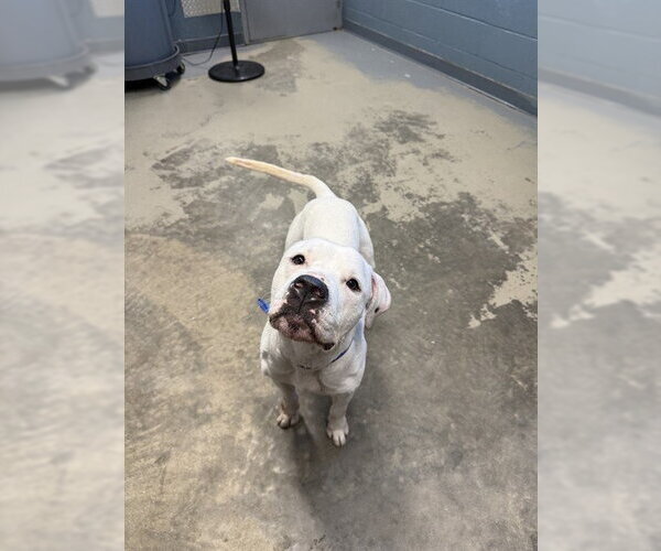 Medium Photo #1 American Bulldog-Unknown Mix Puppy For Sale in Tallahassee, FL, USA