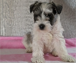 Medium Schnauzer (Miniature)