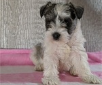 Puppy 2 Schnauzer (Miniature)