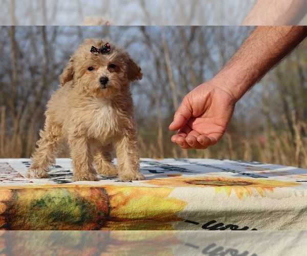 Medium Photo #23 Poodle (Toy) Puppy For Sale in DYERSBURG, TN, USA