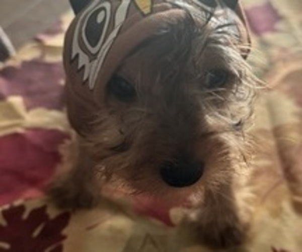 Medium Photo #12 Yorkshire Terrier Puppy For Sale in SAINT LOUIS, MO, USA