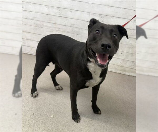 Medium Photo #1 American Pit Bull Terrier-Labrador Retriever Mix Puppy For Sale in San Bernardino, CA, USA