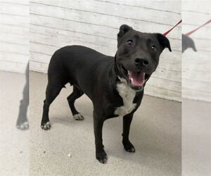 Medium American Pit Bull Terrier-Labrador Retriever Mix