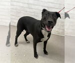 Small American Pit Bull Terrier-Labrador Retriever Mix