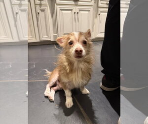 Chiranian Dogs for adoption in St. Louis Park, MN, USA