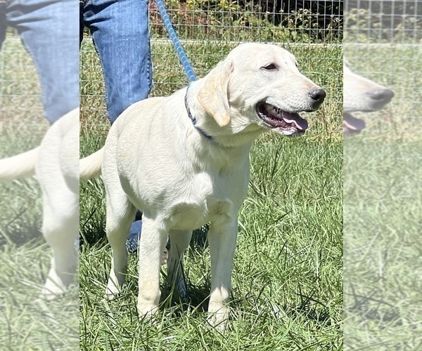 Medium Photo #1 Labrador Retriever Puppy For Sale in NEOLA, WV, USA
