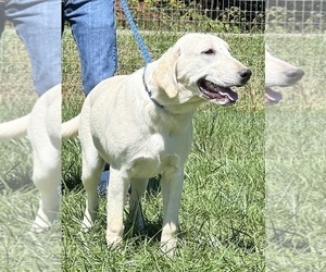 Mother of the Labrador Retriever puppies born on 04/11/2026