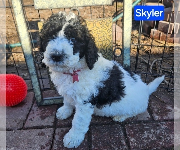 Medium Photo #5 Poodle (Miniature) Puppy For Sale in WHITEWATER, WI, USA