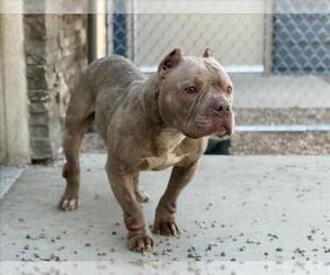Staffordshire Bull Terrier-Unknown Mix Dogs for adoption in Fort Collins, CO, USA