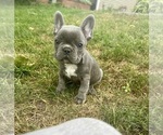Puppy Puppy 4 French Bulldog