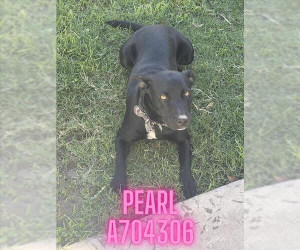 Medium Photo #1 Mutt Puppy For Sale in San Antonio, TX, USA