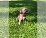 Small Photo #3 French Bulldog Puppy For Sale in WHITTIER, CA, USA