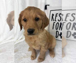 Golden Retriever Puppy for sale in GREENFIELD, IN, USA