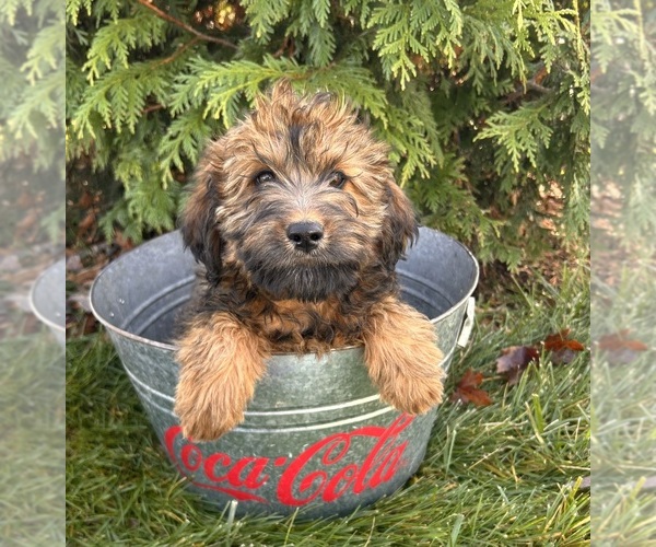 Medium Photo #3 Mini Whoodle (Wheaten Terrier/Miniature Poodle) Puppy For Sale in MIDDLEBURY, IN, USA